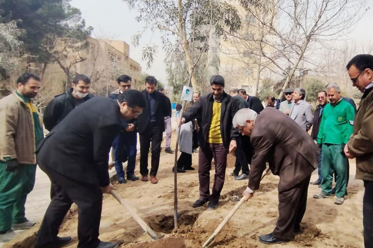 کاشت نهال های زیتون سازمان دانشجویان جهاد دانشگاهی در دانشگاه تربیت مدرس